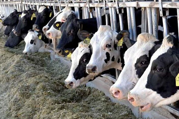 Українські виробництва молочної продукції можуть призупинити роботу