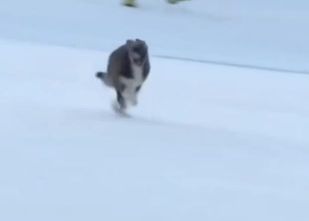 Пес став зіркою зимової Олімпіади в Італії