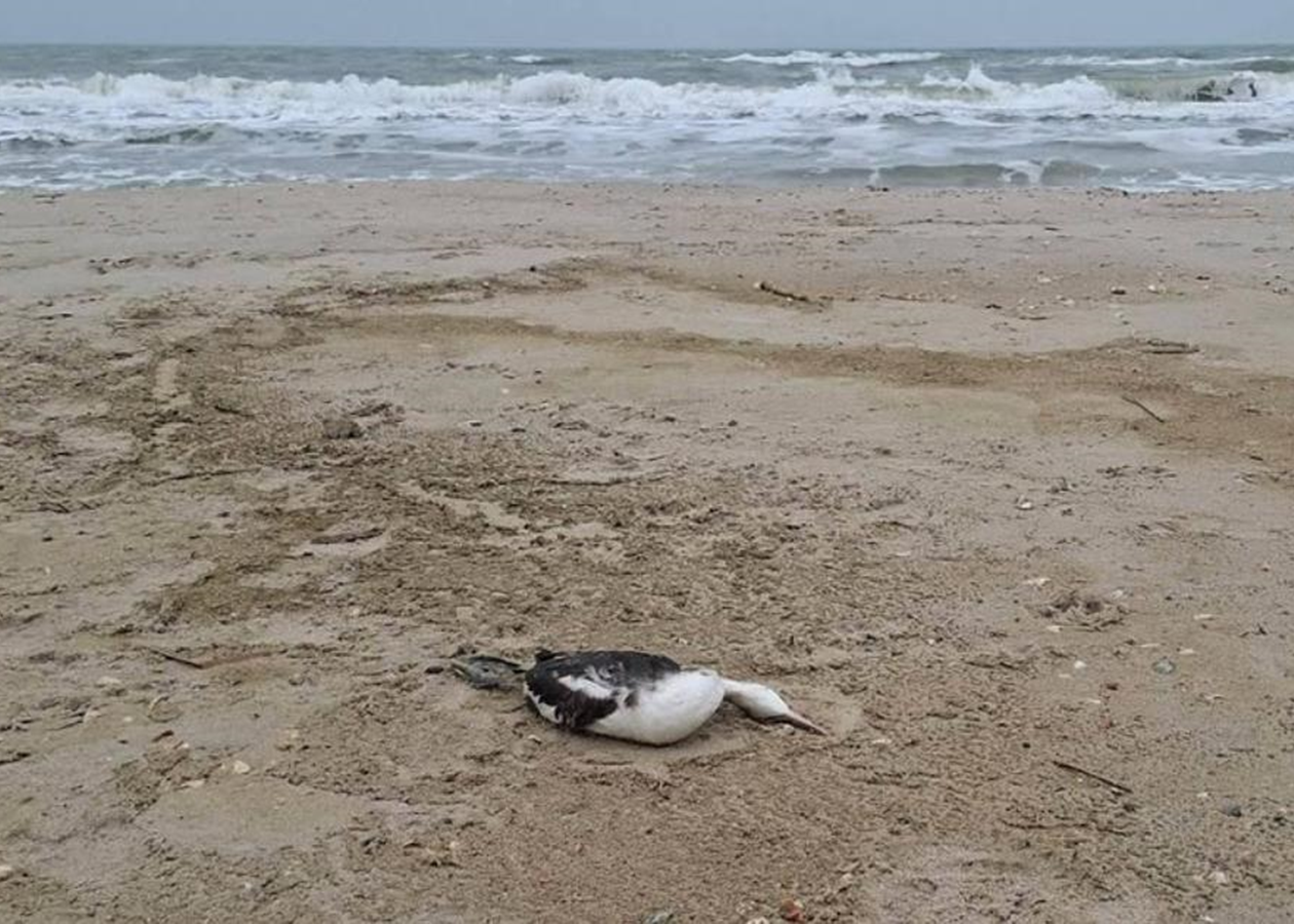 Витік олії в Чорне море після атак РФ вбив 5000 птахів - еколог