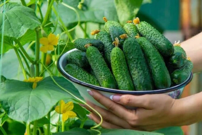 В Україні різко зросла ціна на популярний овоч