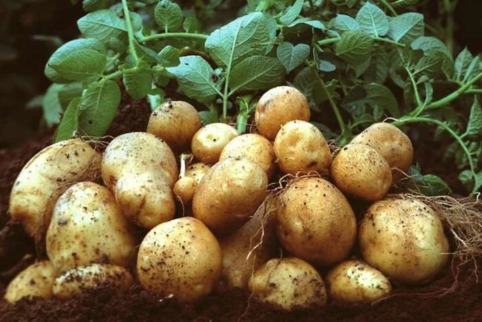 Україна різко збільшила імпорт картоплі. Три найбільші країни-постачальники