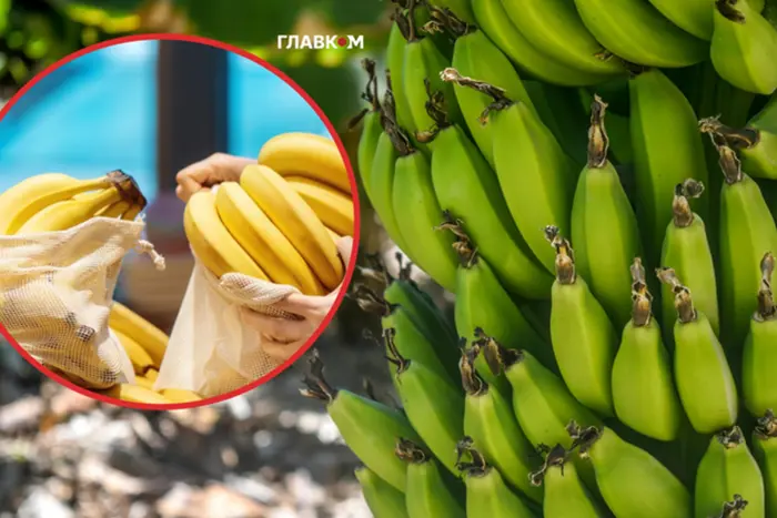 Держмитслужба назвала головних постачальників бананів в Україну у 2025 році